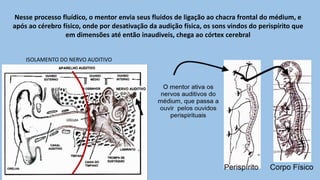 ISOLAMENTO DO NERVO AUDITIVO
Nesse processo fluídico, o mentor envia seus fluidos de ligação ao chacra frontal do médium, e
após ao cérebro físico, onde por desativação da audição física, os sons vindos do perispírito que
em dimensões até então inaudiveis, chega ao córtex cerebral
 