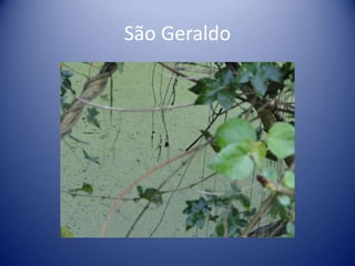 São Geraldo
 