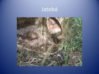Jatobá
 