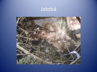 Jatobá
 