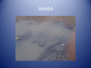 Jatobá
 