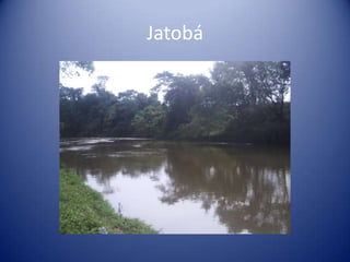 Jatobá
 