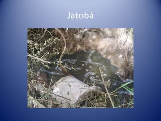 Jatobá
 