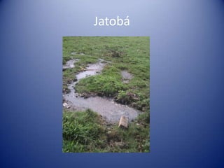 Jatobá
 