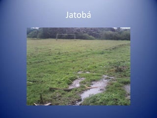 Jatobá
 