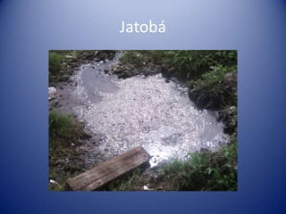Jatobá
 