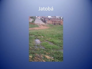 Jatobá
 