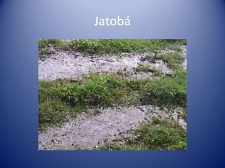 Jatobá
 