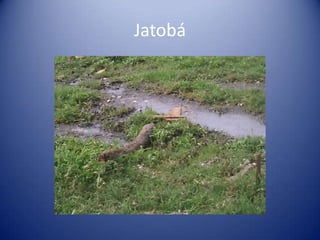Jatobá
 