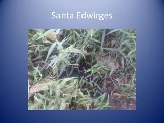 Santa Edwirges
 