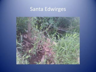 Santa Edwirges
 