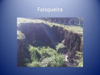 Faisqueira
 