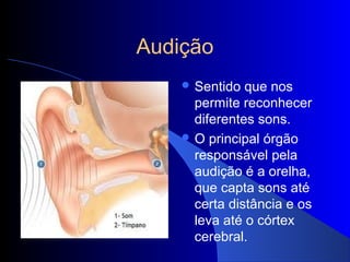 Audição
     Sentido  que nos
      permite reconhecer
      diferentes sons.
     O principal órgão
      responsável pela
      audição é a orelha,
      que capta sons até
      certa distância e os
      leva até o córtex
      cerebral.
 