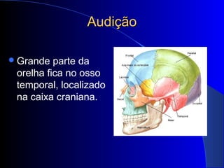 Audição

 Grande  parte da
 orelha fica no osso
 temporal, localizado
 na caixa craniana.
 