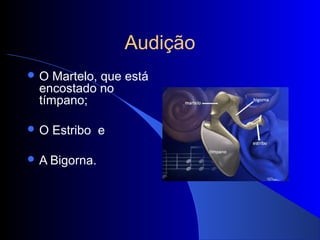 Audição
O   Martelo, que está
  encostado no
  tímpano;

O   Estribo e

 A Bigorna.
 