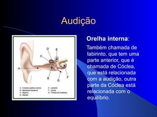 Audição
     Orelha interna:
     Também chamada de
     labirinto, que tem uma
     parte anterior, que é
     chamada de Cóclea,
     que está relacionada
     com a audição, outra
     parte da Cóclea está
     relacionada com o
     equilíbrio.
 