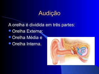Audição
A orelha é dividida em três partes:
 Orelha Externa;
 Orelha Média e
 Orelha Interna.
 