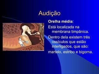 Audição
   Orelha média:
   Está localizada na
     membrana timpânica.
   Dentro dela existem três
     ossículos que estão
     interligados, que são:
   martelo, estribo e bigorna.
 