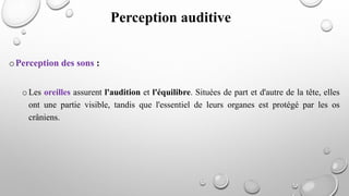 oPerception des sons :
oLes oreilles assurent l'audition et l'équilibre. Situées de part et d'autre de la tête, elles
ont une partie visible, tandis que l'essentiel de leurs organes est protégé par les os
crâniens.
Perception auditive
 