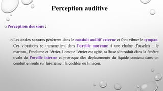oPerception des sons :
oLes ondes sonores pénètrent dans le conduit auditif externe et font vibrer le tympan.
Ces vibrations se transmettent dans l'oreille moyenne à une chaîne d'osselets : le
marteau, l'enclume et l'étrier. Lorsque l'étrier est agité, sa base s'introduit dans la fenêtre
ovale de l'oreille interne et provoque des déplacements du liquide contenu dans un
conduit enroulé sur lui-même : la cochlée ou limaçon.
Perception auditive
 