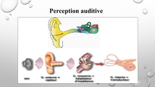 Perception auditive
 
