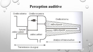 Perception auditive
 