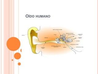 Oído humano 