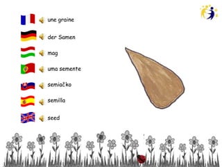 une graine


der Samen

mag

uma semente

semiačko

semilla


seed
 