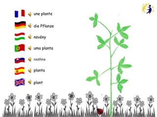 une plante


die Pflanze

növény

uma planta

rastlina

planta


plant
 