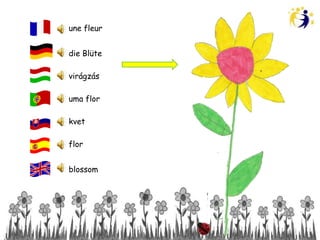 une fleur


die Blüte

virágzás

uma flor

kvet

flor


blossom
 