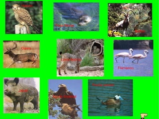 Halcón




           Foca Monje
                                                        Buflón



 Gamo


               Lince Ibérico

                                             Flamenco



                               Focha común
Jabalí
          Águila Imperial
 