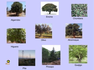 Encina
                                         Chumbera
Algarrobo




                   Olivo             Alcornoque


Higuera




                                           Quejigo
                           Pinsapo
            Pita
 