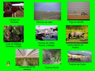Lácteos en
    Córdoba                   Olivares de Jaén         Trigo en Sevilla




Uvas de Málaga,                Puertos de Cádiz,
                               Huelva y Málaga        Cerdo Ibérico en
Córdoba y Cádiz
                                                          Huelva




                                                       Turismo de Costa
            Invernaderos de           Turismo Rural
                Almería
 