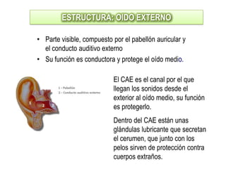 ESTRUCTURA: OIDO EXTERNO

• Parte visible, compuesto por el pabellón auricular y
  el conducto auditivo externo
• Su función es conductora y protege el oído medio.

                           El CAE es el canal por el que
                           llegan los sonidos desde el
                           exterior al oído medio, su función
                           es protegerlo.
                           Dentro del CAE están unas
                           glándulas lubricante que secretan
                           el cerumen, que junto con los
                           pelos sirven de protección contra
                           cuerpos extraños.
 