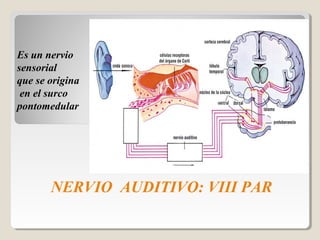 Es un nervio
sensorial
que se origina
en el surco
pontomedular
NERVIO AUDITIVO: VIII PAR
 