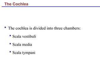The Cochlea
 The cochlea is divided into three chambers:
 Scala vestibuli
 Scala media
 Scala tympani
 