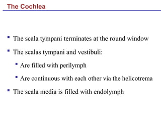 The Cochlea
 The scala tympani terminates at the round window
 The scalas tympani and vestibuli:
 Are filled with perilymph
 Are continuous with each other via the helicotrema
 The scala media is filled with endolymph
 