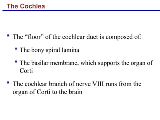 The Cochlea
 The “floor” of the cochlear duct is composed of:
 The bony spiral lamina
 The basilar membrane, which supports the organ of
Corti
 The cochlear branch of nerve VIII runs from the
organ of Corti to the brain
 