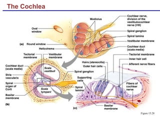 The Cochlea
Figure 15.28
 