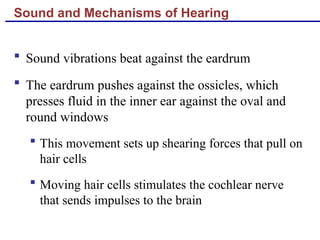 Sound and Mechanisms of Hearing
 Sound vibrations beat against the eardrum
 The eardrum pushes against the ossicles, which
presses fluid in the inner ear against the oval and
round windows
 This movement sets up shearing forces that pull on
hair cells
 Moving hair cells stimulates the cochlear nerve
that sends impulses to the brain
 