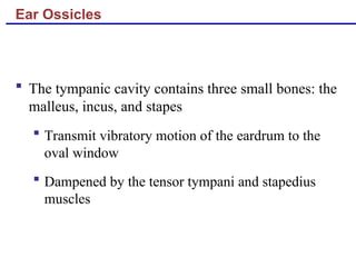 Ear Ossicles
 The tympanic cavity contains three small bones: the
malleus, incus, and stapes
 Transmit vibratory motion of the eardrum to the
oval window
 Dampened by the tensor tympani and stapedius
muscles
 