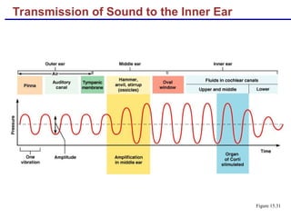 Transmission of Sound to the Inner Ear
Figure 15.31
 