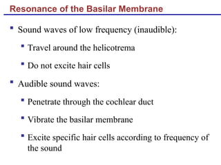 Resonance of the Basilar Membrane
 Sound waves of low frequency (inaudible):
 Travel around the helicotrema
 Do not excite hair cells
 Audible sound waves:
 Penetrate through the cochlear duct
 Vibrate the basilar membrane
 Excite specific hair cells according to frequency of
the sound
 