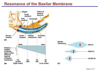 Resonance of the Basilar Membrane
Figure 15.32
 