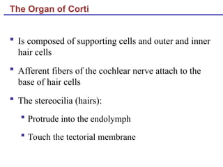 The Organ of Corti
 Is composed of supporting cells and outer and inner
hair cells
 Afferent fibers of the cochlear nerve attach to the
base of hair cells
 The stereocilia (hairs):
 Protrude into the endolymph
 Touch the tectorial membrane
 