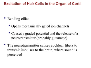 Excitation of Hair Cells in the Organ of Corti
 Bending cilia:
 Opens mechanically gated ion channels
 Causes a graded potential and the release of a
neurotransmitter (probably glutamate)
 The neurotransmitter causes cochlear fibers to
transmit impulses to the brain, where sound is
perceived
 