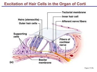 Excitation of Hair Cells in the Organ of Corti
Figure 15.28c
 