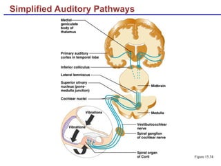 Simplified Auditory Pathways
Figure 15.34
 