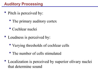 Auditory Processing
 Pitch is perceived by:
 The primary auditory cortex
 Cochlear nuclei
 Loudness is perceived by:
 Varying thresholds of cochlear cells
 The number of cells stimulated
 Localization is perceived by superior olivary nuclei
that determine sound
 