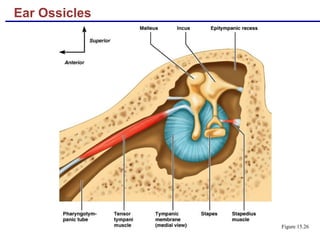 Ear Ossicles
Figure 15.26
 